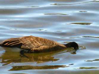 Goose Fishing on Lake Alpine